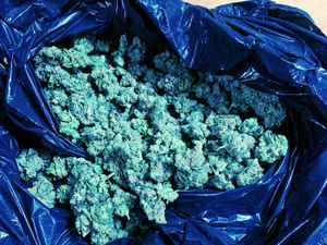 Supporting image for story: Police uncover steroids lab after stopping driver