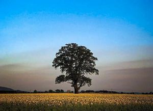 A field in Edgebolton, near Shawbury, by Star reader Paul Tanner