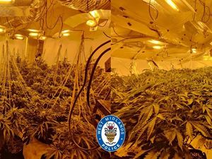 Supporting image for story: Man arrested after hundreds of cannabis plants discovered at house