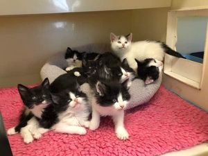Supporting image for story: Shropshire cat charity appeals for help after being 'inundated' with kittens 