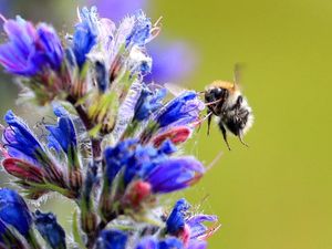 Supporting image for story: Hotter temperatures ‘driving drastic decline in bumblebee populations’
