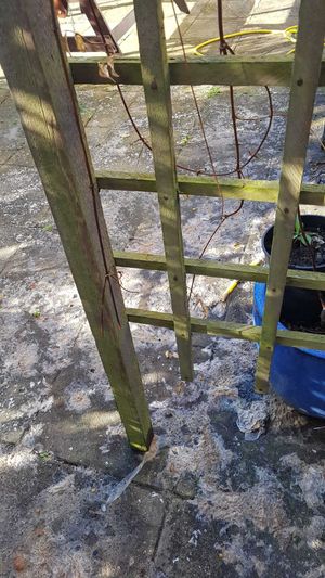 The leaked sewage coming onto Cindy Puccio' garden and patio. Photo: Stephen Puccio