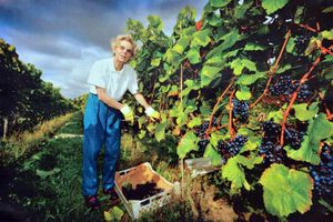 Ann at work at the Halfpennty Green Vineyards in September 2009