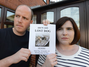 Supporting image for story: Heartbroken owners make desperate appeal to find stolen pug 