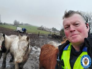 Supporting image for story: Police rescue 'Tiny Tim' runaway horse found wandering on a road in Stourbridge