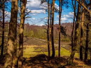 Supporting image for story: Excess visitors to Cannock Chase in pandemic threatening rare habitats, says charity  