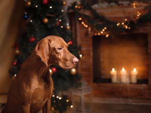 The team at Maggie and Marlow, in Kidderminster, are urging animal lovers not to put their pets’ health at risk this Christmas. 