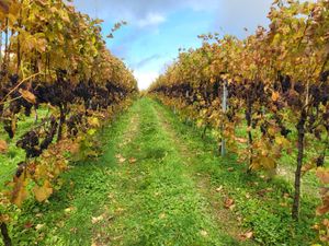 Supporting image for story: Two Beacons Vineyard launches new tasting room in the heart of Great Malvern