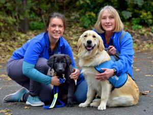 Supporting image for story: Puppy love - meet the future Guide Dogs being trained in the Midlands