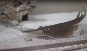 The Guitarfish are endangered in the wild