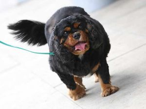 Supporting image for story: Wolverhampton Sunday lunch-loving Spaniel sinks teeth into diet challenge