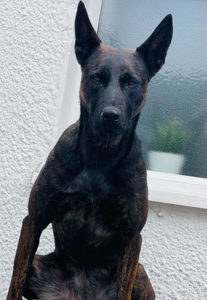 Police dog Vixen, involved in the incident. Picture courtesy: Staffs Dogs & ARV