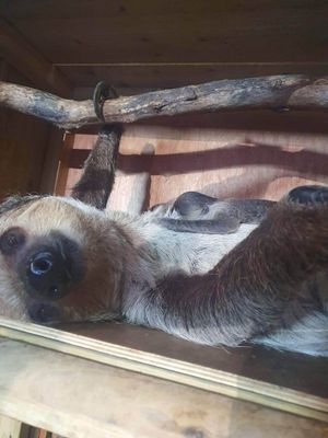 Mum, Flo, with her new baby. Photo: Dudley Zoo.