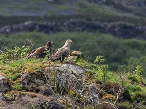 Supporting image for story: White-tailed eagle pair still tending to injured chick in its second year – RSPB