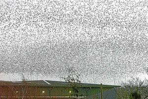 Threatened sight  thousands of starlings flying over Meole Village in Shrewsbury