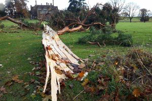 Picture of damage at Adcote School where six trees were blown over