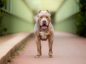Supporting image for story: Owners of existing XL bullies may have neuter their dogs and muzzle them in public