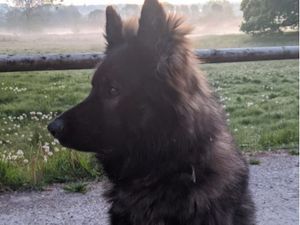 Supporting image for story: Police dog recovering after fall through window