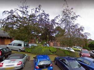 Supporting image for story: Four trees to be removed from Wolverhampton special school