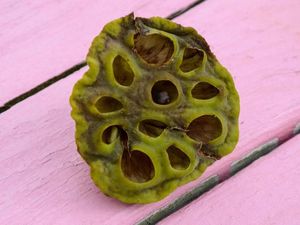 Supporting image for story: Trypophobia may not even be a phobia at all, new study suggests