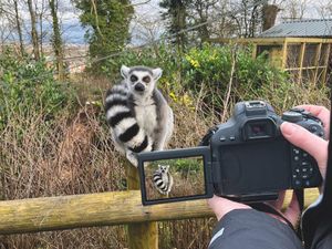 Supporting image for story: Dudley Zoo needs visitor photos for its next calendar