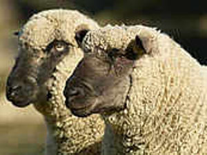 Supporting image for story: Sheep death probe calls