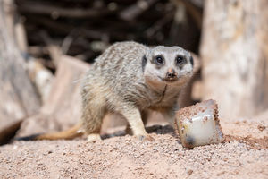 The meerkats enjoyed lollipops made from ice, blueberries and apples