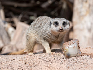 Supporting image for story: West Midlands Safari Park animals chill out during heatwave with tasty frozen treats