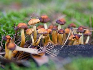 Supporting image for story: Here’s how magic mushrooms became hallucinogenic