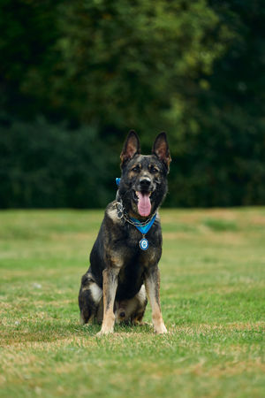 Humberside Police dog Yoiko, who will receive the Outstanding Bravery Award at the annual Thin Blue Paw Awards at the Kennel Club in London on Wednesday, for defending his handler PC Tom Marsden from a man wielding a shovel in a room where he had set the curtains and furniture on fire in Hull. Photo: Thin Blue Paw Foundation/PA Wire