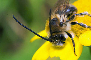 The Long-Horned Bee (Eucera Longicornis)