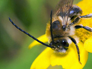 Supporting image for story: More action urged to stop bee decline