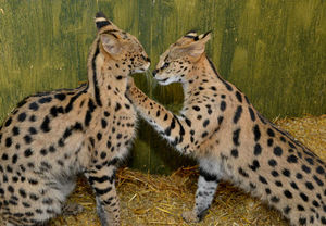 The two serval cats, called Duma and Zeus