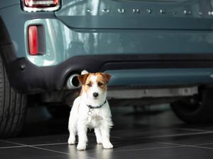 Supporting image for story: All of Mini’s UK dealers are now approved by Dogs Trust