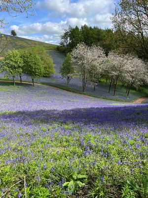 The bluebell valley at Clent Hills - in full bloom