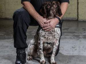 Supporting image for story: Shrewsbury rescue dog Wade excels in new crime-fighting career