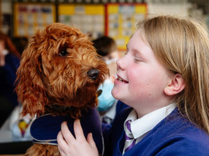 Supporting image for story: Cockapoo 'Mr Wilko' joins staff at Shropshire school