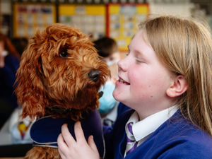 Supporting image for story: Cockapoo 'Mr Wilko' joins staff at Shropshire school