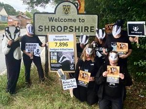 Supporting image for story: Shropshire protesters call to 'can the cull' on badgers as 7,896 killed in county since 2013