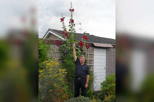 Supporting image for story: What a whopper! Giant hollyhock shoots for the sky