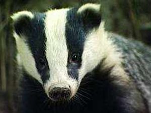 Supporting image for story: Badger cull call is rejected