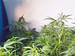 Supporting image for story: Police hunting two men who left cannabis crop home just before drugs raid