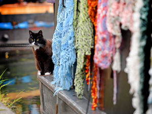 Supporting image for story: People urged to be aware of cats on Shropshire's canal network 