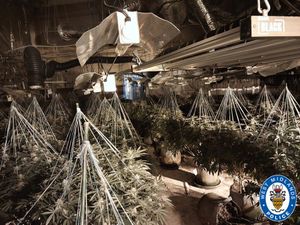 Cannabis farm in Rowley Regis