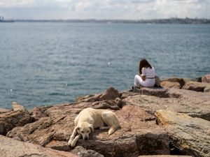 Supporting image for story: Mass cull fears as bill to regulate Turkey’s stray dog population approved