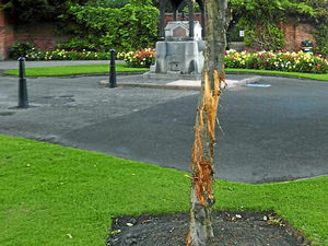 Supporting image for story: Bamboo screens to protect park's trees