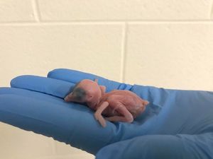 Supporting image for story: Watch this tiny extinct-in-the-wild bird hatch from the egg in all its cuteness