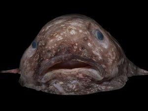 Supporting image for story: 17 nightmarish creatures hauled from the dark depths of Australia's seas