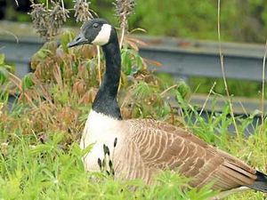Supporting image for story: Sandwell Council takes a gander at new goose cull petition