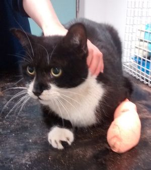 The cat is now recovering at an RSPCA hospital